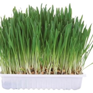 Trixie knaagdiergras